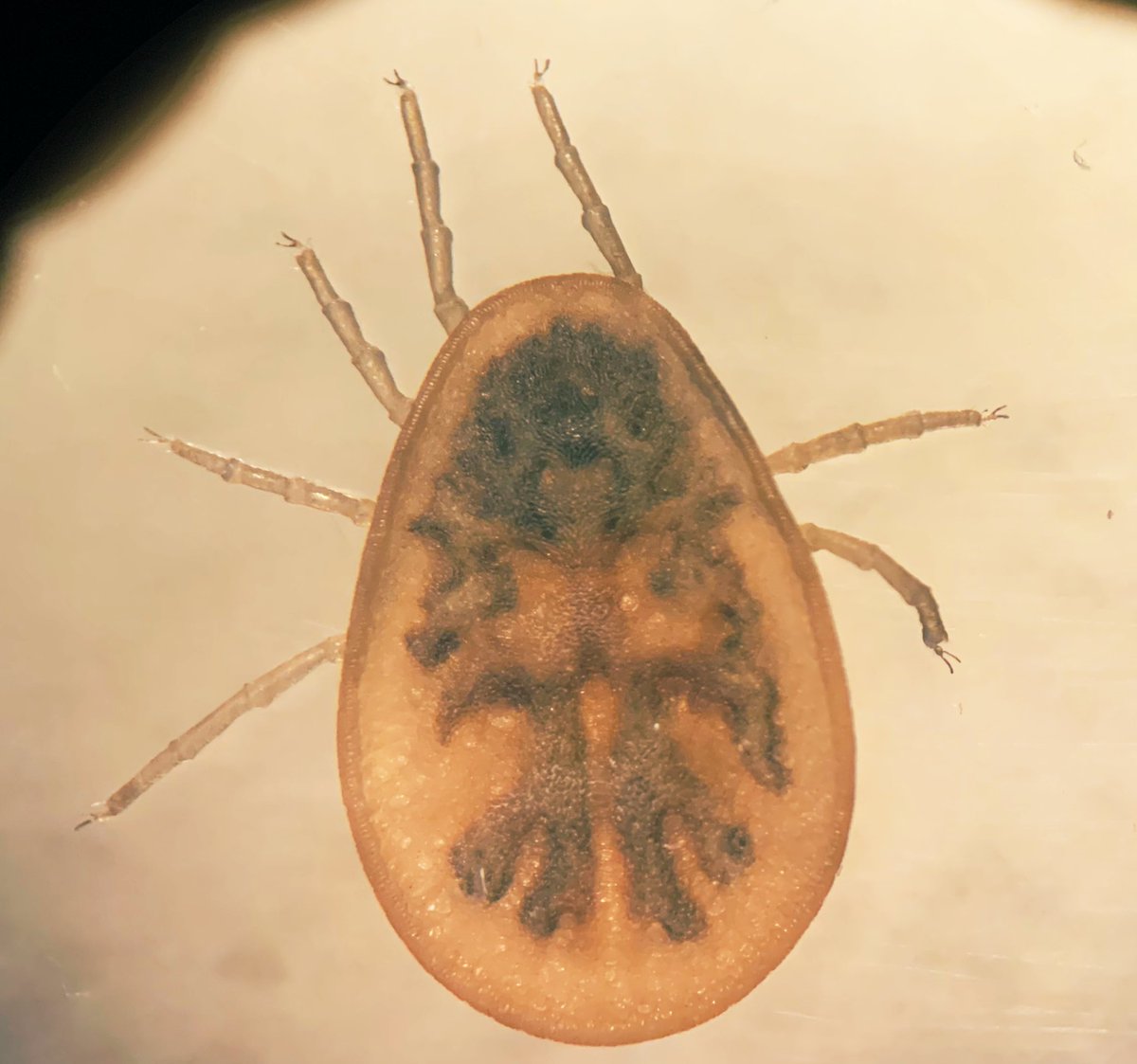 microRyC's tweet photo. #Argasidae😍
#Parasitology #SoftTick https://t.co/GmcgmAxnLp