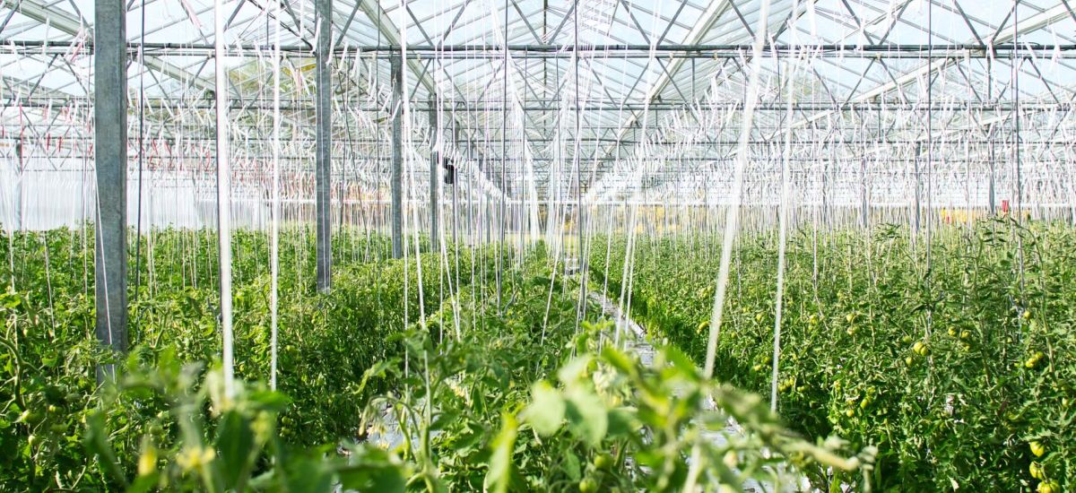 Eugène Schön (@eugen12) on Twitter photo Great news for the Swiss #Cleantech 👏🏻👏🏻 InfraScreen: $1.5 million to advance carbon neutrality for greenhouses bit.ly/3OY83ei via <a href="/startuptickerCH/">startupticker</a> #Swisstech cc <a href="/MicrocityNE/">Microcity Neuchâtel</a> <a href="/FIT_fund/">FIT</a> Great news for the Swiss #Cleantech 👏🏻👏🏻 InfraScreen: $1.5 million to advance carbon neutrality for greenhouses bit.ly/3OY83ei via <a href="/startuptickerCH/">startupticker</a> #Swisstech cc <a href="/MicrocityNE/">Microcity Neuchâtel</a> <a href="/FIT_fund/">FIT</a>