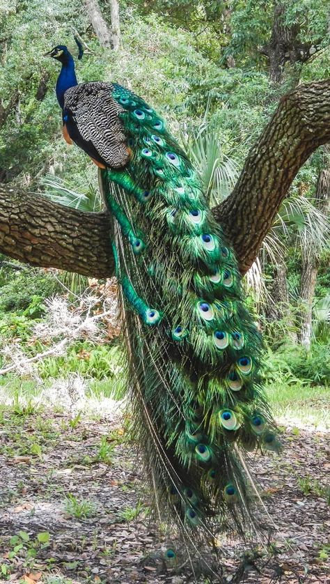 RT @JulieParker144: Gorgeous peacock perched in a tree. https://t.co/YLSj7OhTma