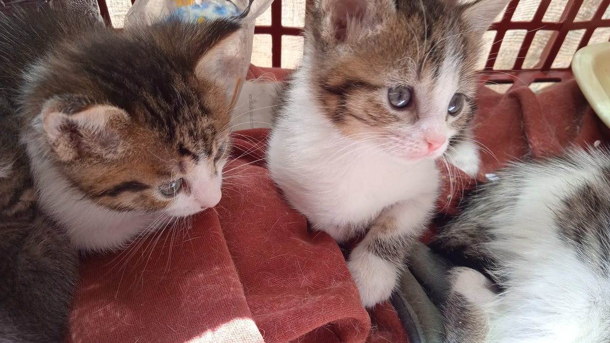 BeltranDalmau's tweet photo. Hem trobat aquests gatets dintre d'una bossa de plàstic. Hem donat un mascle i una famella m'en queden un altre mascle i famella. Si us plau feu difusió per adopció! Gràcies https://t.co/wVrxvZu8Ql