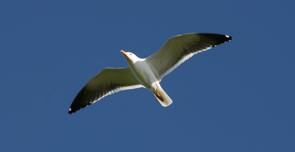 Bård-Jørgen Bårdsen (@barjorbar) on Twitter photo New study in @OrnisF (with JO Bustnes & M Helberg): the effect of #nest #predation by ravens on the reproductive success of the lesser black-backed gull <a href="/NINAforskning/">NINA naturforskning</a> <a href="/Fuglevern/">BirdLife Norge</a> @Framcentre <a href="/SEAPOP4/">SEAPOP</a> doi.org/10.51812/of.11… New study in @OrnisF (with JO Bustnes & M Helberg): the effect of #nest #predation by ravens on the reproductive success of the lesser black-backed gull <a href="/NINAforskning/">NINA naturforskning</a> <a href="/Fuglevern/">BirdLife Norge</a> @Framcentre <a href="/SEAPOP4/">SEAPOP</a> doi.org/10.51812/of.11…