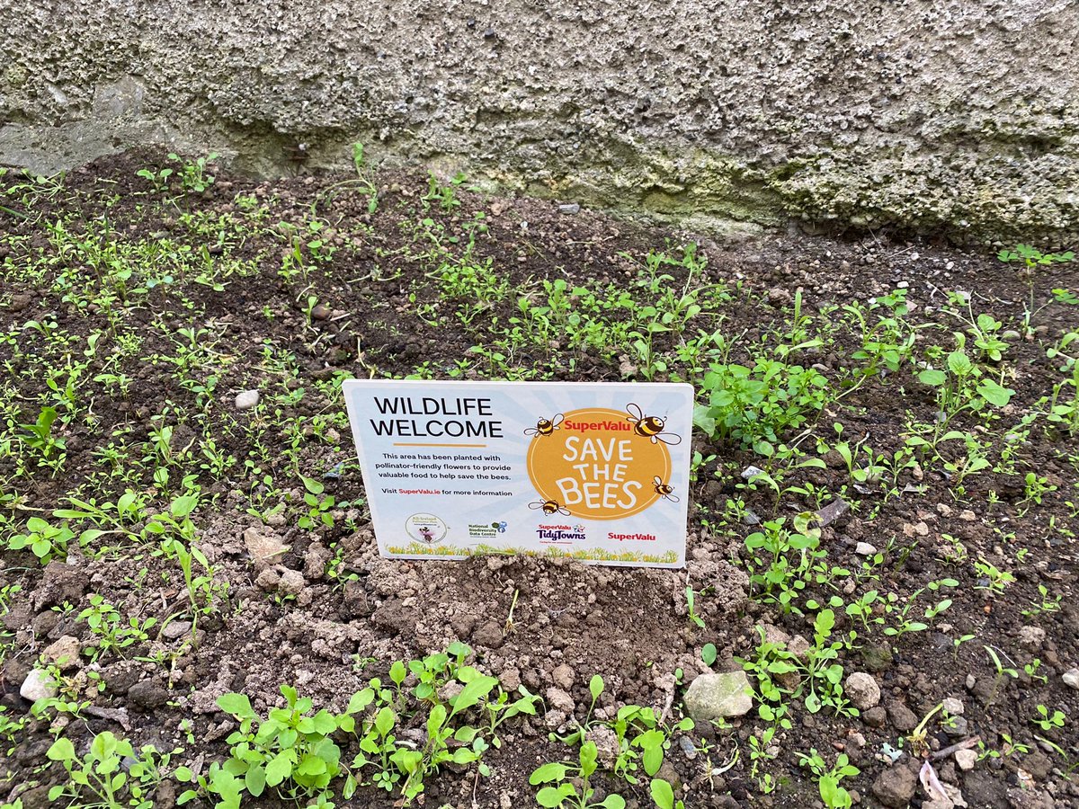 LoretoSPCrumlin's tweet photo. Helping to save the bees ๐ @SuperValuIRL #savethebees #wildlife #bee-autiful #garden #supervalu #biodiversity #pollinatorplan https://t.co/9xjqF7mull