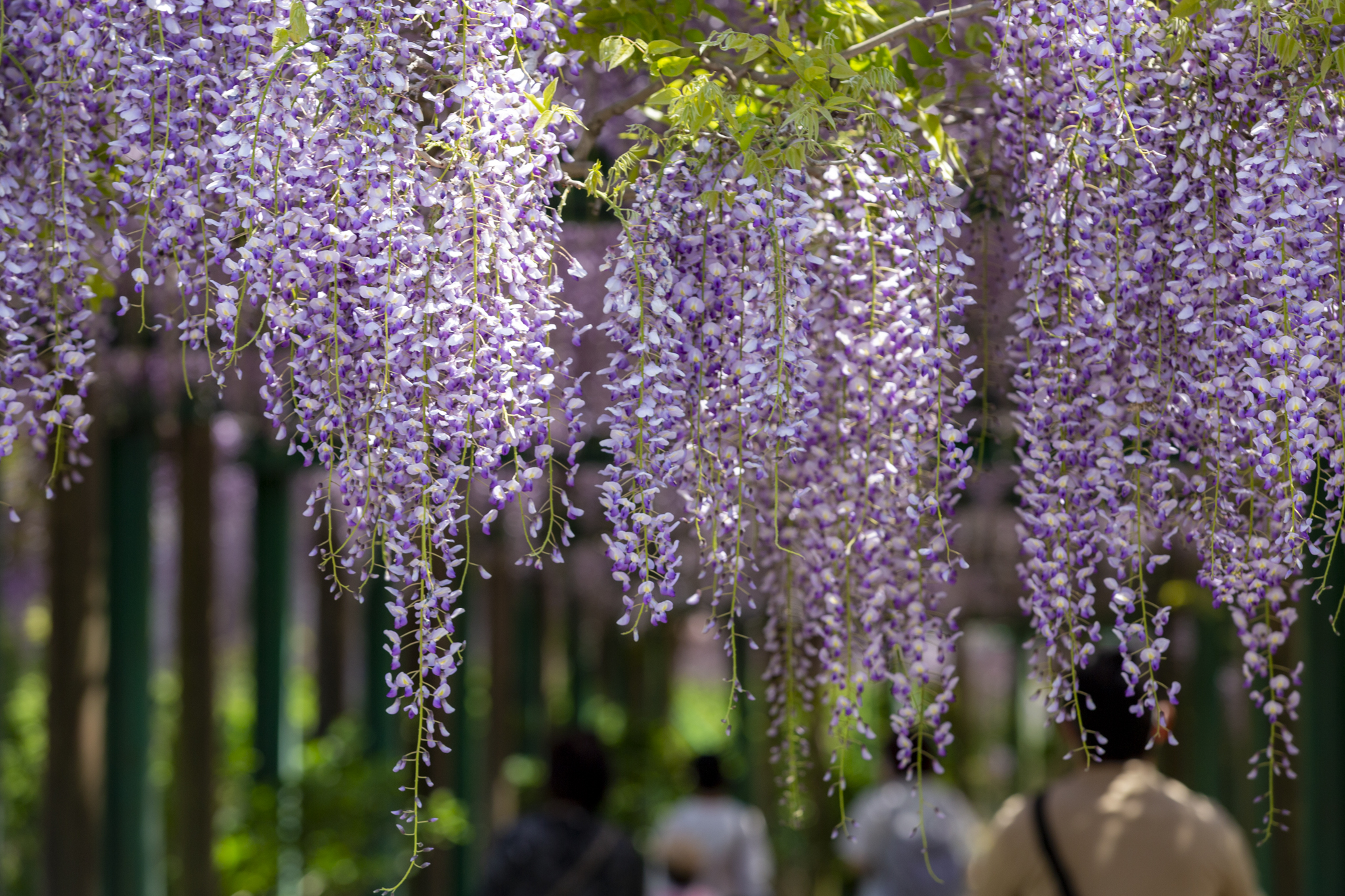 花見山 Twitter Search Twitter