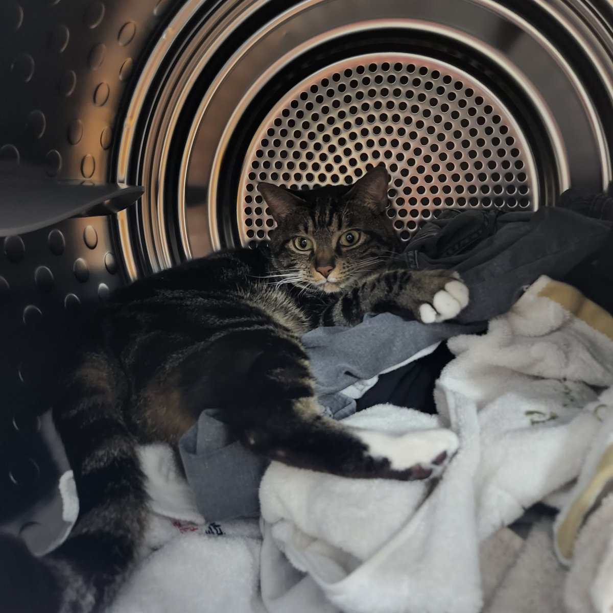 건조기에서 주무시던 분🙂