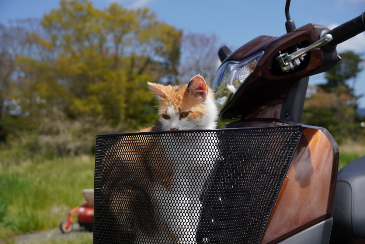 みいちゃん一緒にツーリング😸