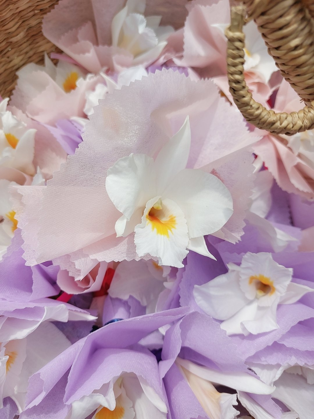 定華園 Ranya Joukaen Joukaen Twitter