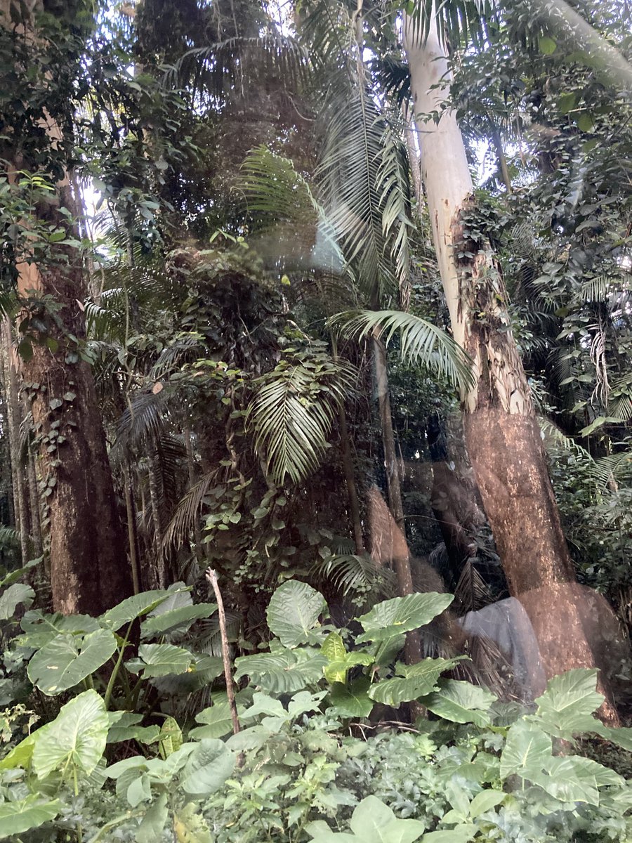 Mount Tambourine Rain Forest Queensland