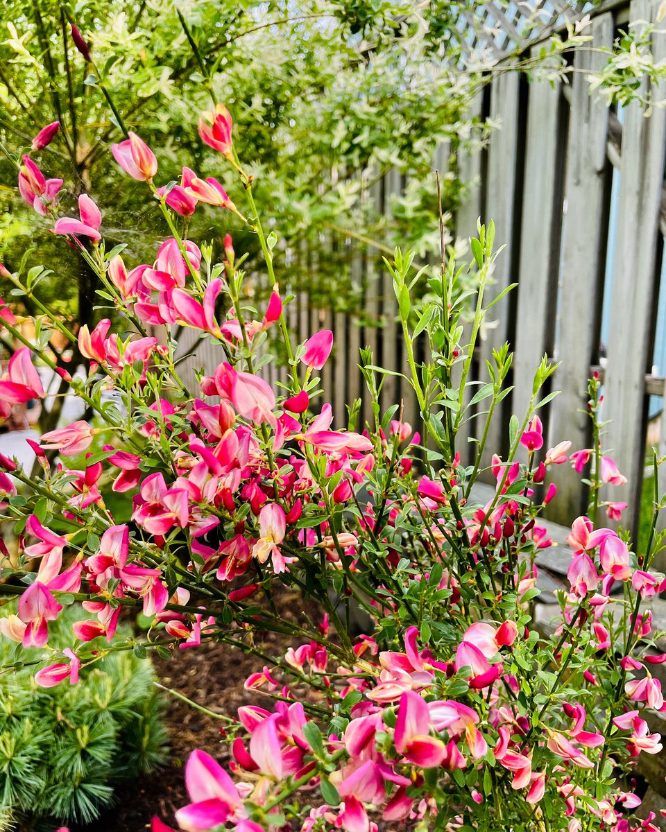 InTheSheShed's tweet photo. 🌸 It’s spring…but just 1 degree at 6:30 am today. 💖 Too early to garden…and a month before this beauty will bloom in my garden. 🌸

#scottishbroom #hollandiabroom #halifax #gardeninspiration https://t.co/8DP0SomTBT