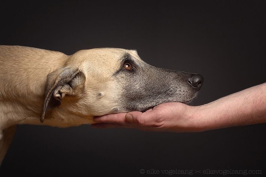 When I look into the eyes of an animal I do not see an animal I see a living being I see a friend I feel a soul p. A D Williams 📸 Elke Vogelsang