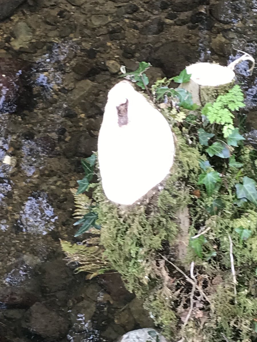 A pint of Guinness at Florence Court ⁦<a href="/MyFermanagh/">MyFermanagh</a>⁩ ⁦<a href="/fermanaghomagh/">Fermanagh & Omagh District Council</a>⁩ ⁦<a href="/fermanaghlakes/">Fermanagh Lakelands</a>⁩ ⁦<a href="/nationaltrust/">National Trust</a>⁩