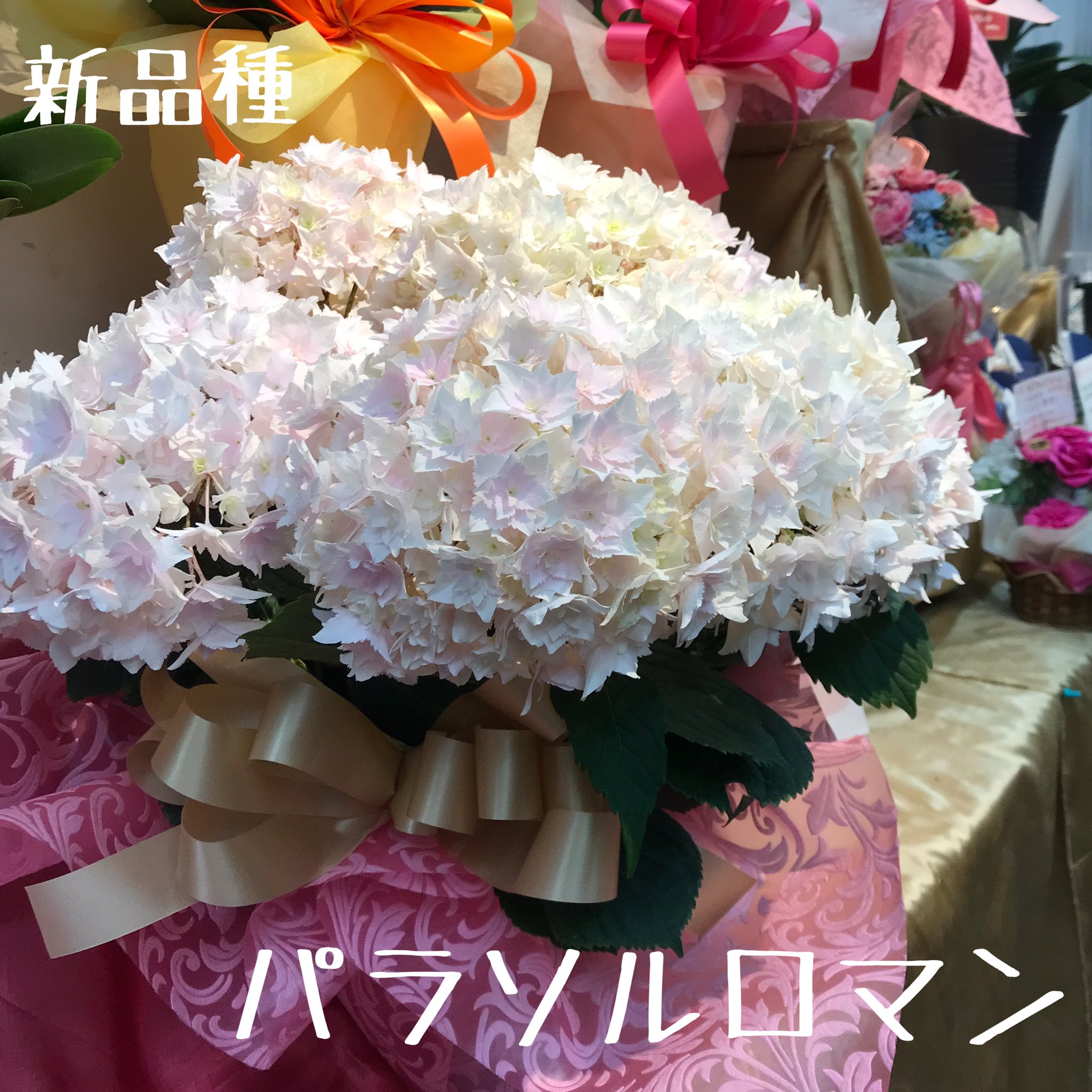 ベンベン なかなかの逸品を手に入れました 八重咲きの紫陽花 品種名 パラソルロマン 栃木県で育成された新品種で 優しい淡いピンクの小さな花が たくさん集まって大輪の花を咲かせています 見応えたっぷりのボリューム感 希少価値のある