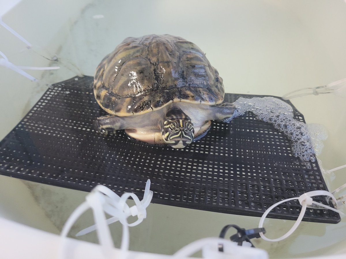 퇴근때까지 집 잘지키고 계시던 짱큰 왕거북 선생님