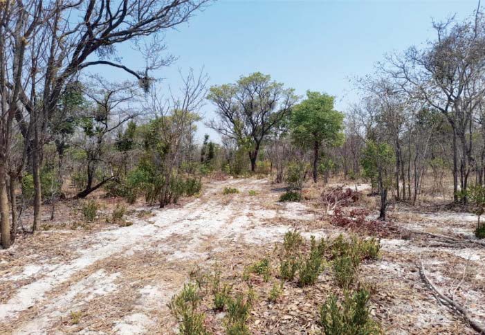 Re_ConAfrica's tweet photo. "CANADIAN oil and gas company #ReconAfrica, which is currently exploring in the two Kavango regions, has now been accused of cutting through a virgin forest within conservancy boundaries." #StopRecon https://t.co/z8HOCqWGjP https://t.co/7VWICiXzPS