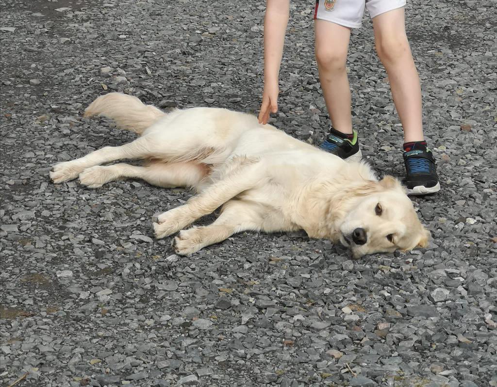 elbur1's tweet photo. A very long shot but this lovely golden retriever is missing from Gortskeddia, Crossmolina, Co. Mayo since last night. Family dog. Please retweet and share.. https://t.co/WTEmoQfjUa