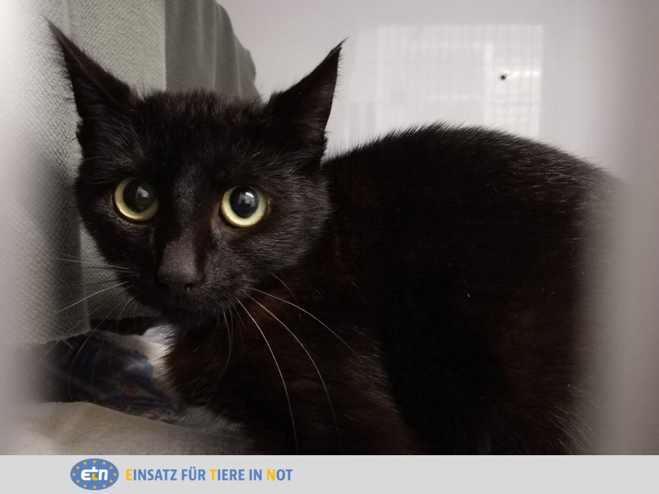 ETN_eV's tweet photo. CatMap ist ein Projekt der Initiative "Politik für die Katz'", welches sichtbar machen möchte, wie es um den Katzenschutz in Deutschland steht:
https://t.co/WLRyHPu6Ex
#etn #streuner #katzen #catmap #initiative #projekt #straßentiere https://t.co/MoYpiiC3zH
