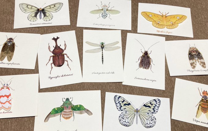 #昆虫大学2022 に出展いたします!
7月2日(土)3日(日)※事前チケット制

翅の立体カードを販売します。
新作も登場予定です。初出展なのでドキドキですがいまから楽しみです🌿
@konchuuniv https://t.co/9fex6kOACw 