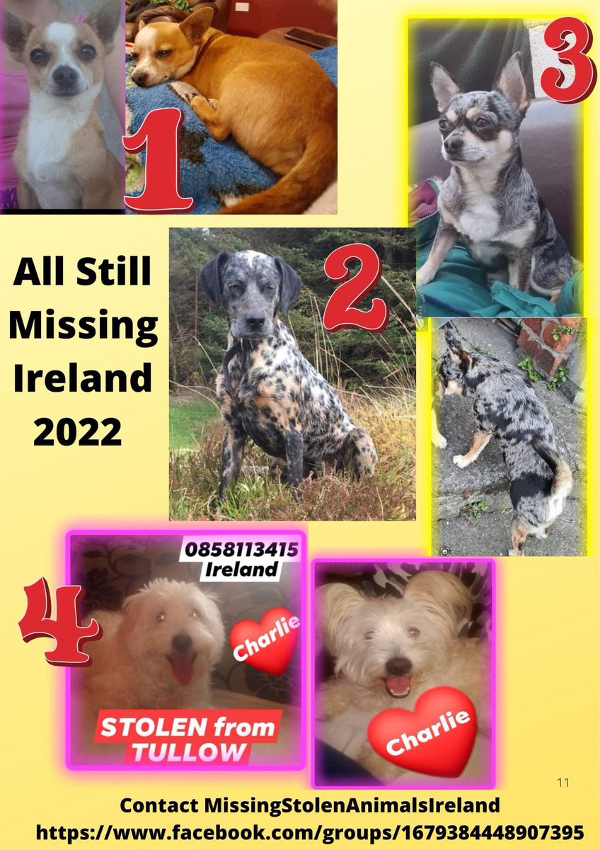 rosiedoc666's tweet photo. ๐จA FEW OF THE DOGS STILL MISSING 2022 #IRELAND
VANISHED INTO THIN AIR
Contact #MissingStolenAnimalsIreland if u think u have seen one of them
Digger - #Poulpeasty #Clonroche #Enniscorthy, Co. #Wexford 10/4/21.
Donut - South #Sligo 17/6/20.
https://t.co/97nIy8Ncy1 https://t.co/Rn8yv18OVu