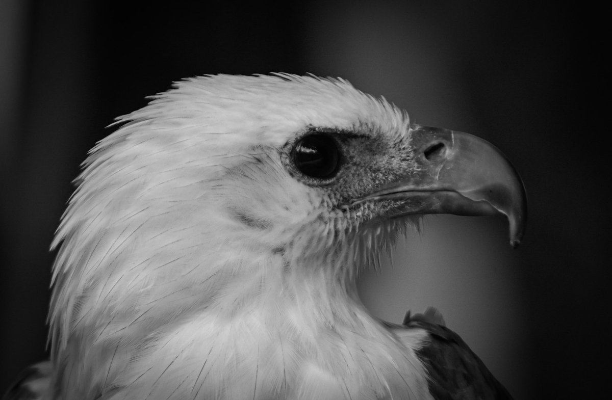 davidstloh's tweet photo. White bellied Sea eagle in Penang.
#simplypenang #effortlesslycharming https://t.co/ACs8jfr3tZ