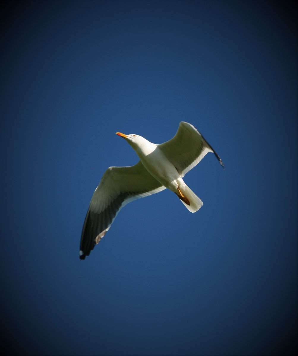 Bård-Jørgen Bårdsen (@barjorbar) on Twitter photo New study in <a href="/AvianBiology/">J. of Avian Biology</a> with JO Bustnes: #Nest #predation leads to the extinction of the lesser black-backed gull when environmental conditions are poor (doi.org/10.1111/jav.02…) <a href="/NINAforskning/">NINA naturforskning</a> @Framcentre <a href="/SEAPOP4/">SEAPOP</a> New study in <a href="/AvianBiology/">J. of Avian Biology</a> with JO Bustnes: #Nest #predation leads to the extinction of the lesser black-backed gull when environmental conditions are poor (doi.org/10.1111/jav.02…) <a href="/NINAforskning/">NINA naturforskning</a> @Framcentre <a href="/SEAPOP4/">SEAPOP</a>