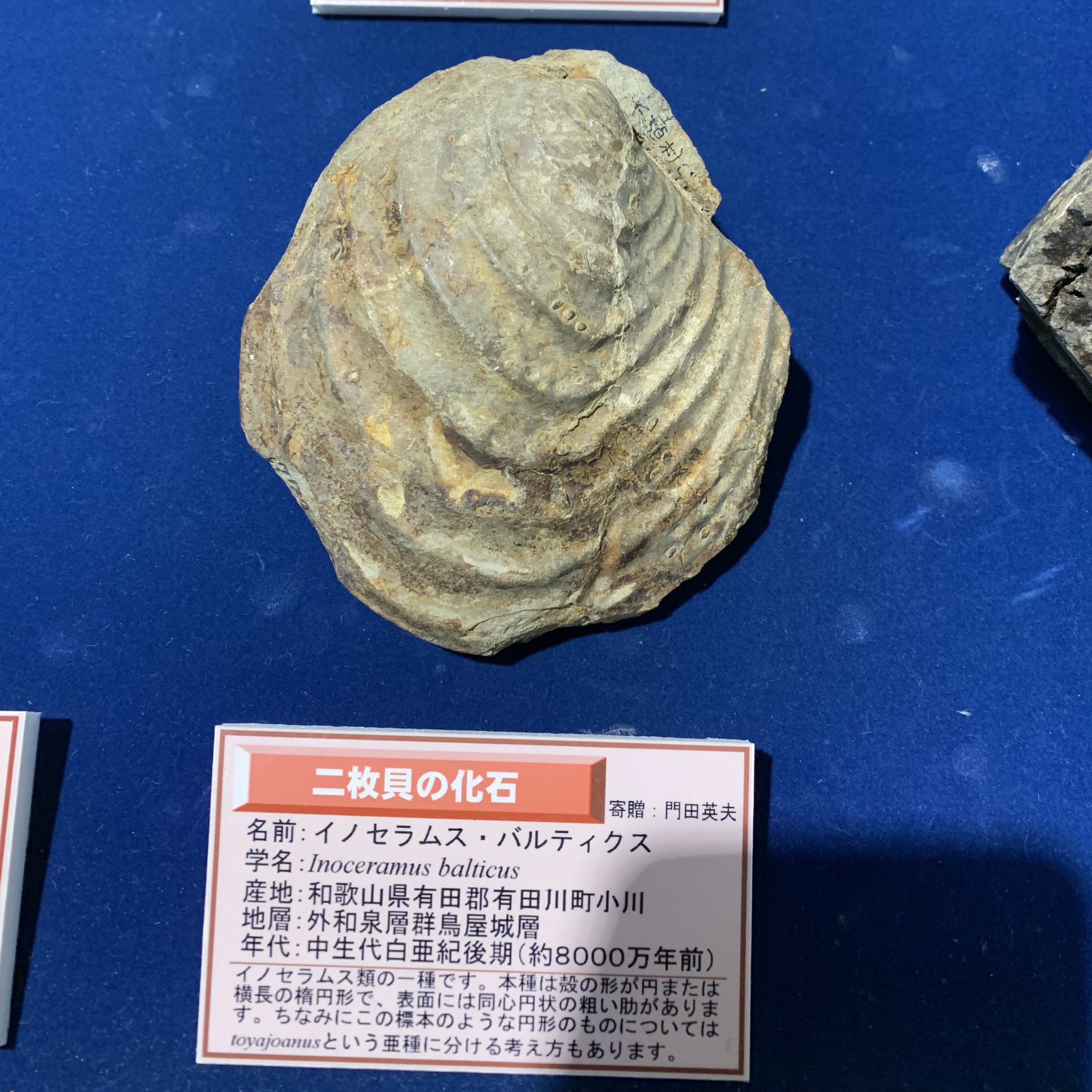 国産化石 イノセラムス ２５１０１２－３ イノセラムス・ホベツエンシス ｜ むかわ町 恐竜ワールド 【公式
