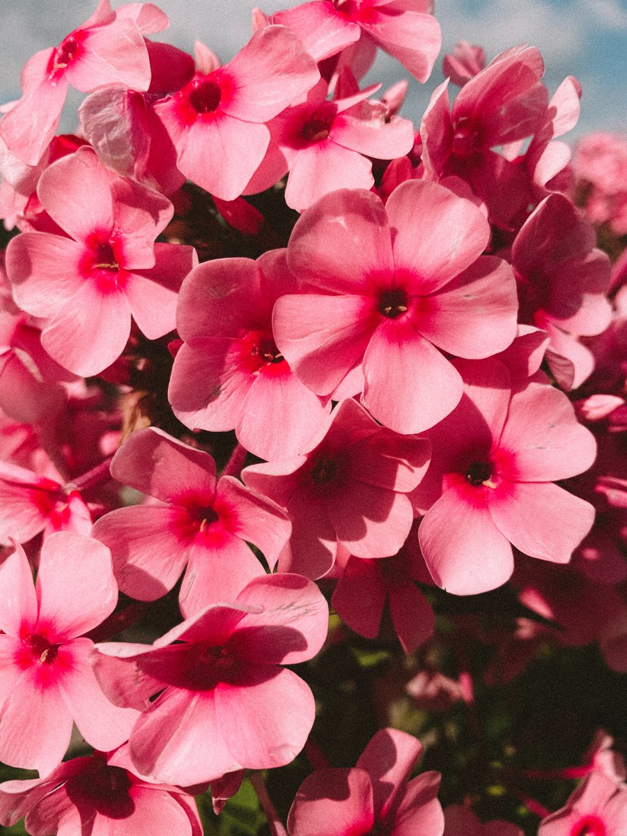 knowmetrics's tweet photo. Consulta nuestro listado actualizado de #convocatorias abiertas en Ciencias Sociales y Humanidades Digitales #CSHD

¡Feliz 3 de mayo a todas y todos! 🌹🌹

https://t.co/Uua8xcR3iA https://t.co/0di678xuLC
