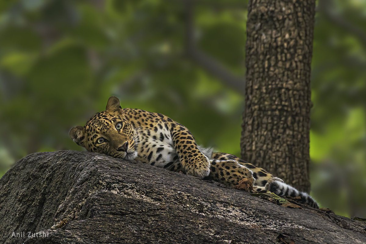 'The leopard does not change its spots' #InternationalLeopardDay
#Wildlife #wildlifephotography #Indiaves #Cats #Feline #Leopard #PhotoHour #TwitterNatureCommunity