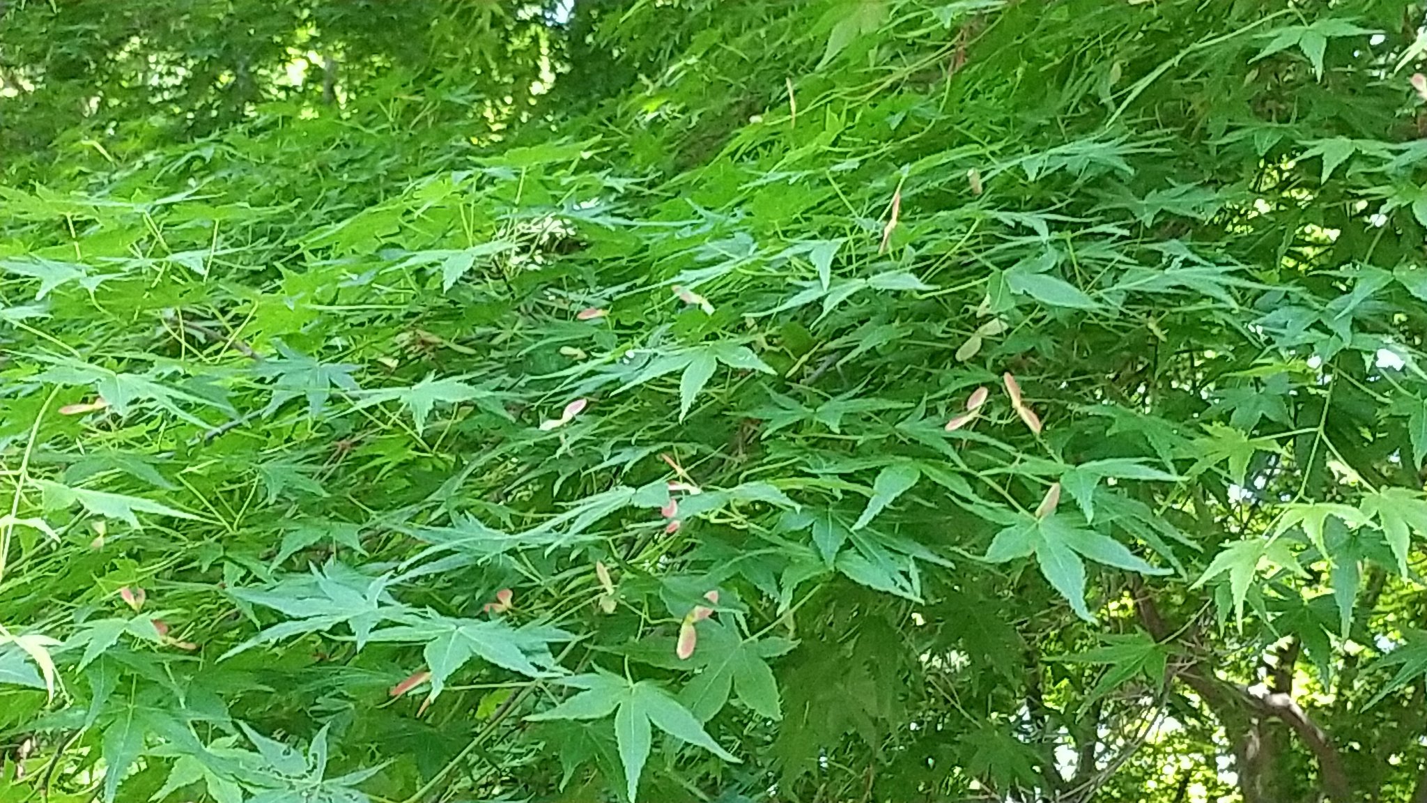 52ud Jh1 Lihwm