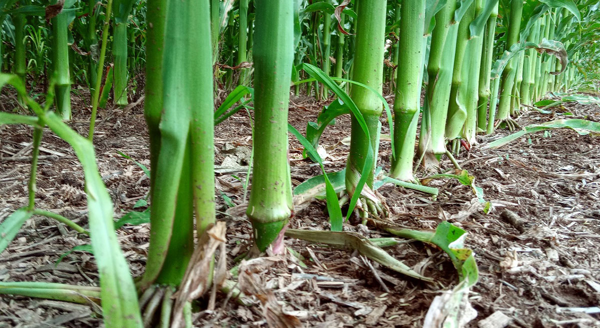ACCIMMYT's tweet photo. 🌽  Productores de Jalisco, Sinaloa y Sonora tienen una mayor rentabilidad en la producción de maíz y al mismo tiempo regeneran el suelo de sus parcelas. 

¿Cómo lo hacen?  ➡️ https://t.co/2QDlLb6Qc9

@Grupo_Bimbo 
@CIMMYTesp 
@Hub_INGP 
@Hub_PACNorte https://t.co/d0GAr9Le3u