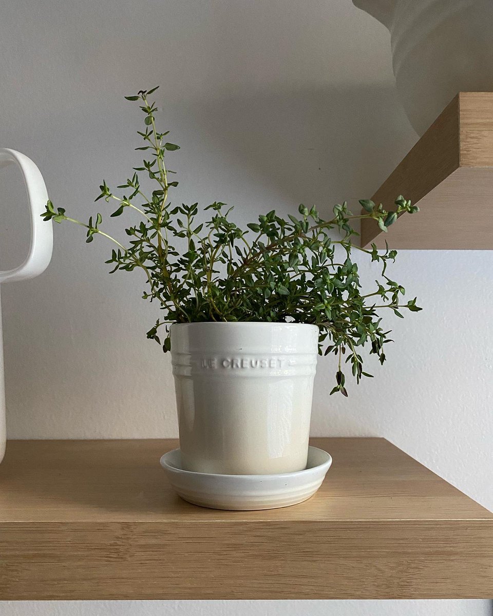 FarmMinist's tweet photo. Repotted thyme herb in the @lecreusetsa herb planter and @garden_master_ potting soil to liven up our kitchen.🌿

•One thing I love about thyme is that it’s drought resistant which means it doesn’t need regular watering.🌿

Our mini kitchen herb garden 🪴 
Happy gardening!! https://t.co/CA3ULn5sjQ