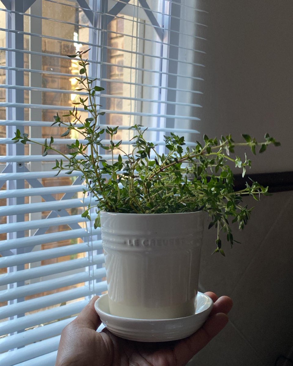 FarmMinist's tweet photo. Repotted thyme herb in the @lecreusetsa herb planter and @garden_master_ potting soil to liven up our kitchen.🌿

•One thing I love about thyme is that it’s drought resistant which means it doesn’t need regular watering.🌿

Our mini kitchen herb garden 🪴 
Happy gardening!! https://t.co/CA3ULn5sjQ