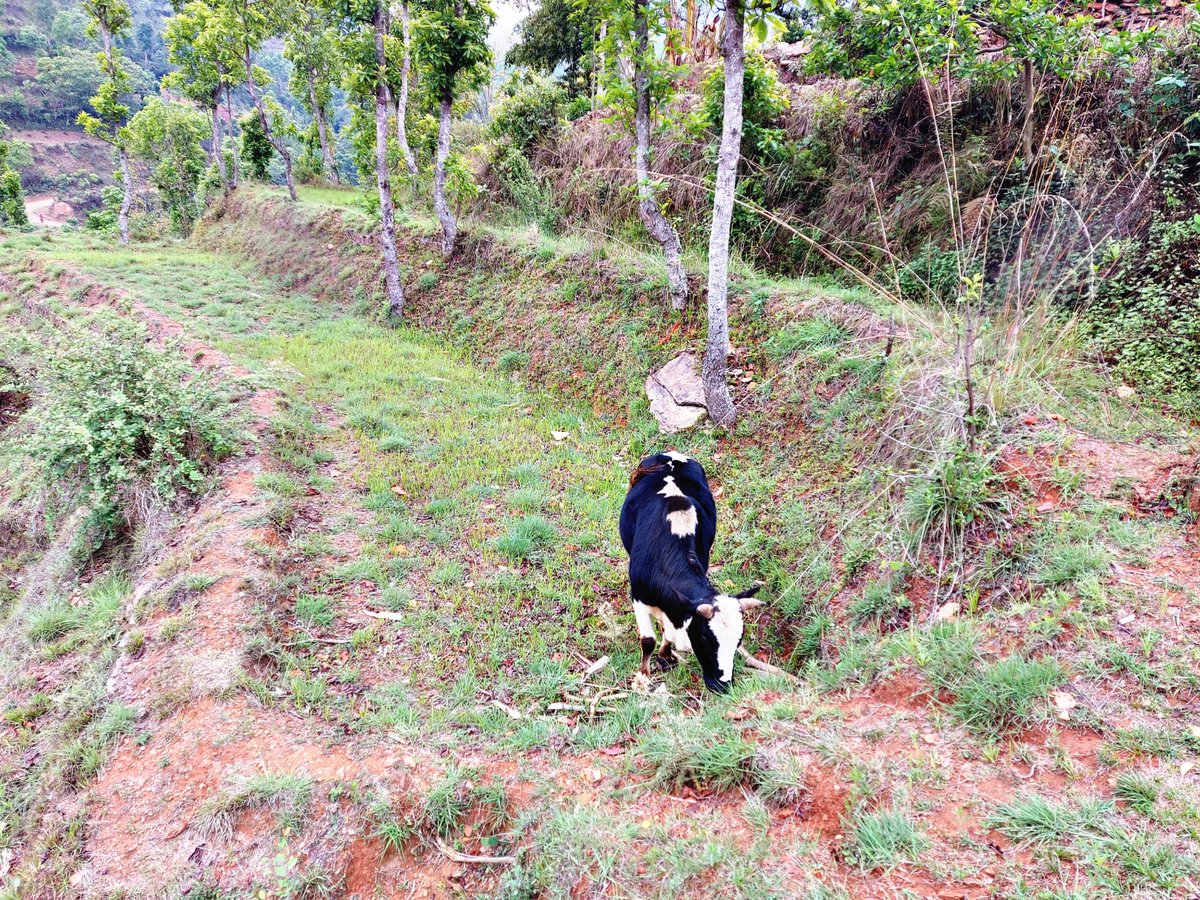 दैनिकी यसरी नै गएको छ।
#मालेबाछँछो