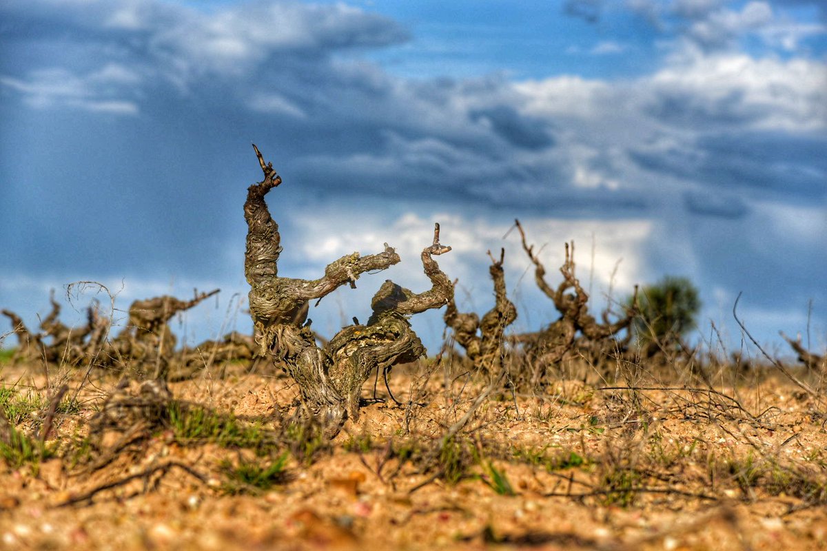 ¡Buenos días!

Los cielos de la #RiberadelDuero pintan, sin saberlo, las uvas de nuestras viñas 🍇😍☁
#felizmartes
