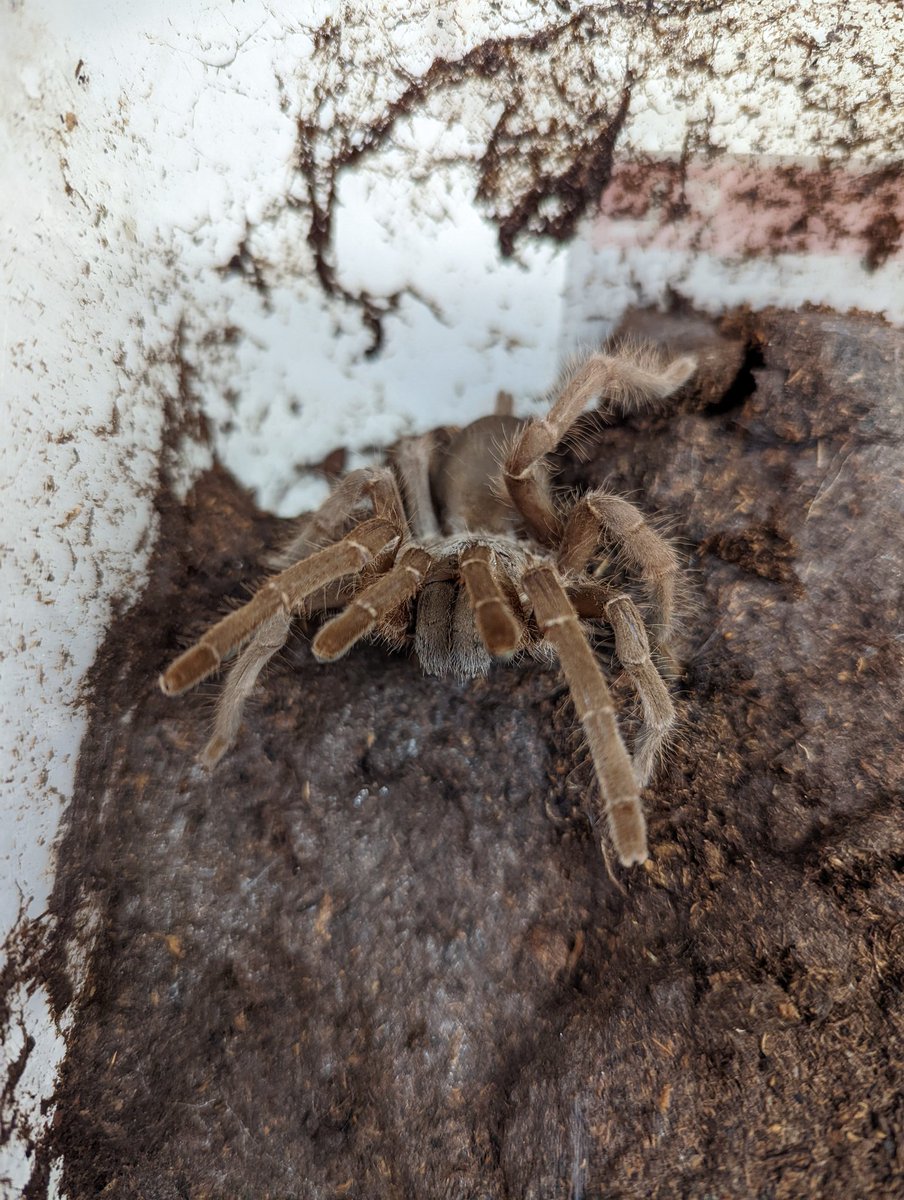 Dr Samantha Nixon (@samnscience) on Twitter photo Today <a href="/VenomsLab/">Glenn King</a> brought in edible crickets! What's good for the tarantula is good for the tarantula venom researcher I guess! 😅🤤 Crunchy, kind of like a corn chip, sticks in your teeth and throat a little bit... But a surprisingly tasty snack! Thanks Glenn! Today <a href="/VenomsLab/">Glenn King</a> brought in edible crickets! What's good for the tarantula is good for the tarantula venom researcher I guess! 😅🤤 Crunchy, kind of like a corn chip, sticks in your teeth and throat a little bit... But a surprisingly tasty snack! Thanks Glenn!