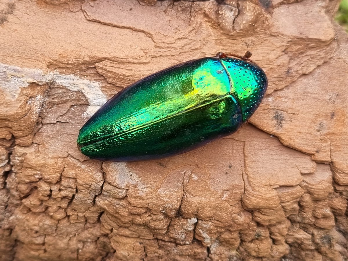 Karin Kjernsmo (@karinkjernsmo) on Twitter photo Our new <a href="/Camo_Lab/">Camo Lab</a> #colsci paper showing that #jewelbeetle #iridescence 🪲🌈and #gloss can protect prey by reducing the attack-willingness of naïve #birds is out now & published #openaccess in <a href="/AnimBehSociety/">Animal Behavior Society</a> @asab_tweets : sciencedirect.com/science/articl… <a href="/VisionInstitute/">Bristol Vision Institute</a> <a href="/BristolBioSci/">University of Bristol Biological Sciences</a> Our new <a href="/Camo_Lab/">Camo Lab</a> #colsci paper showing that #jewelbeetle #iridescence 🪲🌈and #gloss can protect prey by reducing the attack-willingness of naïve #birds is out now & published #openaccess in <a href="/AnimBehSociety/">Animal Behavior Society</a> @asab_tweets : sciencedirect.com/science/articl… <a href="/VisionInstitute/">Bristol Vision Institute</a> <a href="/BristolBioSci/">University of Bristol Biological Sciences</a>