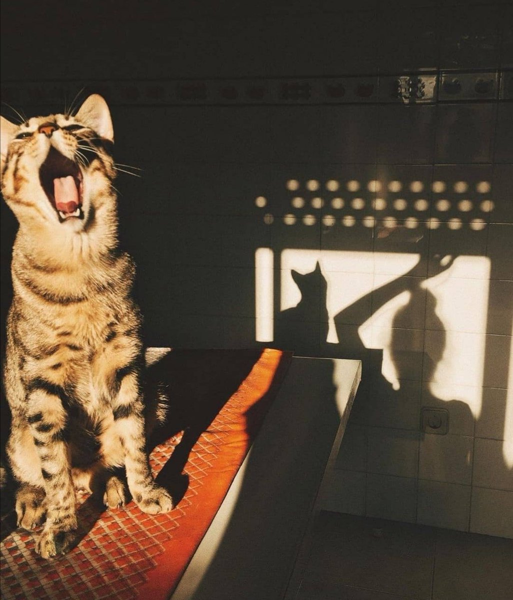 Katie Fraiy 🇲🇦 tweet media