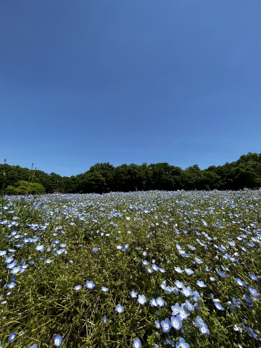 xiaoting_h tweet picture