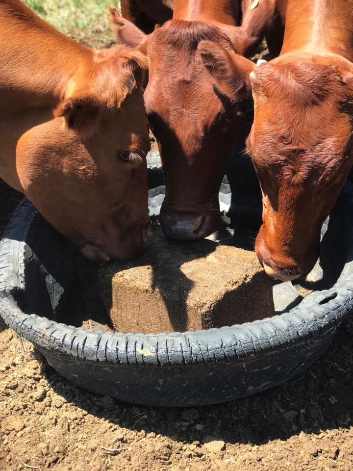 Ole Olerile Lekgetho’s cattle enjoying their Molatek Block! #Molatek has a wide range of Blocks to use for different objectives. Contact your technical advisor to get more info on the correct block for your specific need. bit.ly/MolatekTA