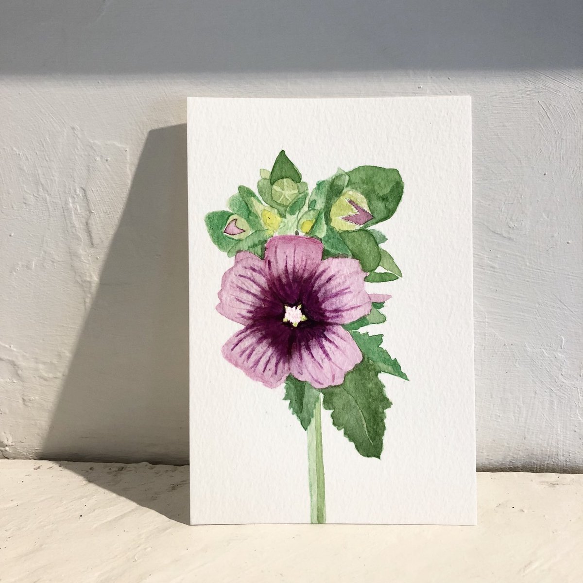 lizaadamczewski's tweet photo. Today’s #1000postcards is the #treemallow it’s been rather a beautiful thug in the garden setting seed all over the place, particularly liking to come up right in the middle of pathways. It’s flowers, similar to a hollyhocks are liked by bumblebees. The leaves are large & furry https://t.co/ooC7QWEujh