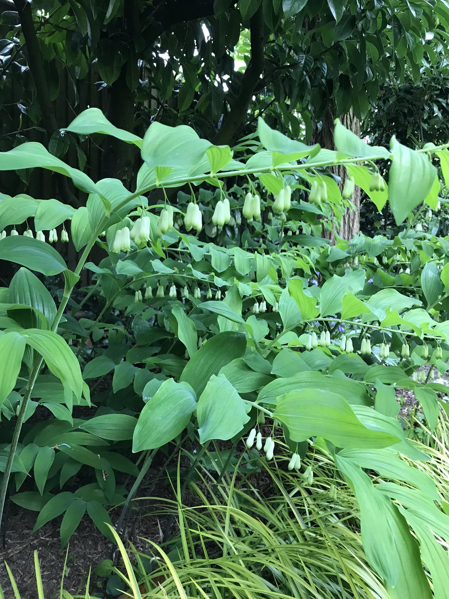 Rectory_Garden's tweet photo. Only a millimetre of rain but this part of the garden has had a refresh and be fitted from a mulch last autumn - wishing everyone a good gardening week 😎#plantsforlightshade #mulchmulchmulch #polygonatum #acorus #philadelphusaurea https://t.co/vl2BDtWuZu