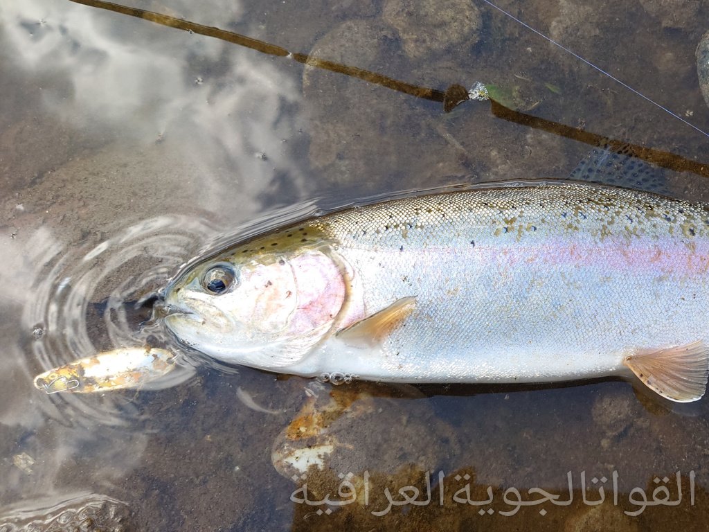 蝦夷管領 on Twitter 