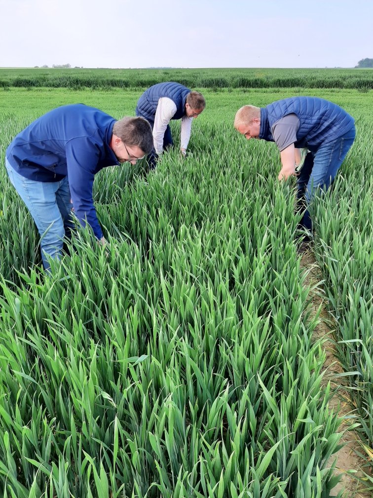 L'équipe #Agronomie et #Filières au complet pour observer les comportements de nos variétés face aux maladies.

✅ RAS pour Chevignon et SU Addiction sur cet essai de l'Oise ! 👇

#CeuxQuiFontLesEssais