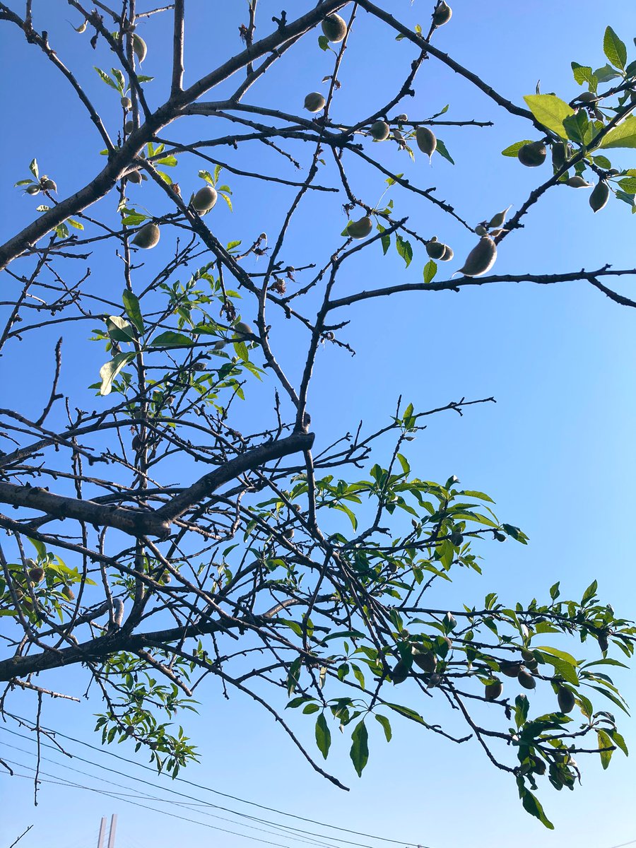 Daisuke64600510's tweet photo. #いまそら?
#兵庫県
#神戸市
#神戸港付近
#微妙に六甲山
#梅の実👍
お昼の一曲😅
#ThePolice
#DeDoDoDoDeDaDaDa (Japanese ver)
#夜ヒット
https://t.co/vPPuPlWC0n @YouTube
PM16時過ぎ、移動中スマホ画像💦
今コンビニでインスト掛かって
それから脳内再生された日本語ver😅
私は沈黙🙏🌻 https://t.co/dihXw1LNOi