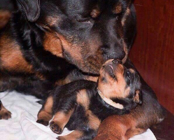 rottweilers_hub tweet media