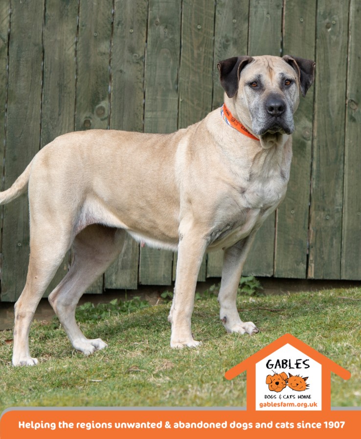 AdoptionsUk's tweet photo. Please retweet to help Moo Moo find a home #PLYMOUTH #England 

#Boerboel aged 6, she's been in the shelter for  5 years. She is hoping for an experienced adult home that used to large breed reactive dogs.  Best as the only pet. Surely someone can help?
https://t.co/SlbndTNnjs… https://t.co/5tFCb7mYNW