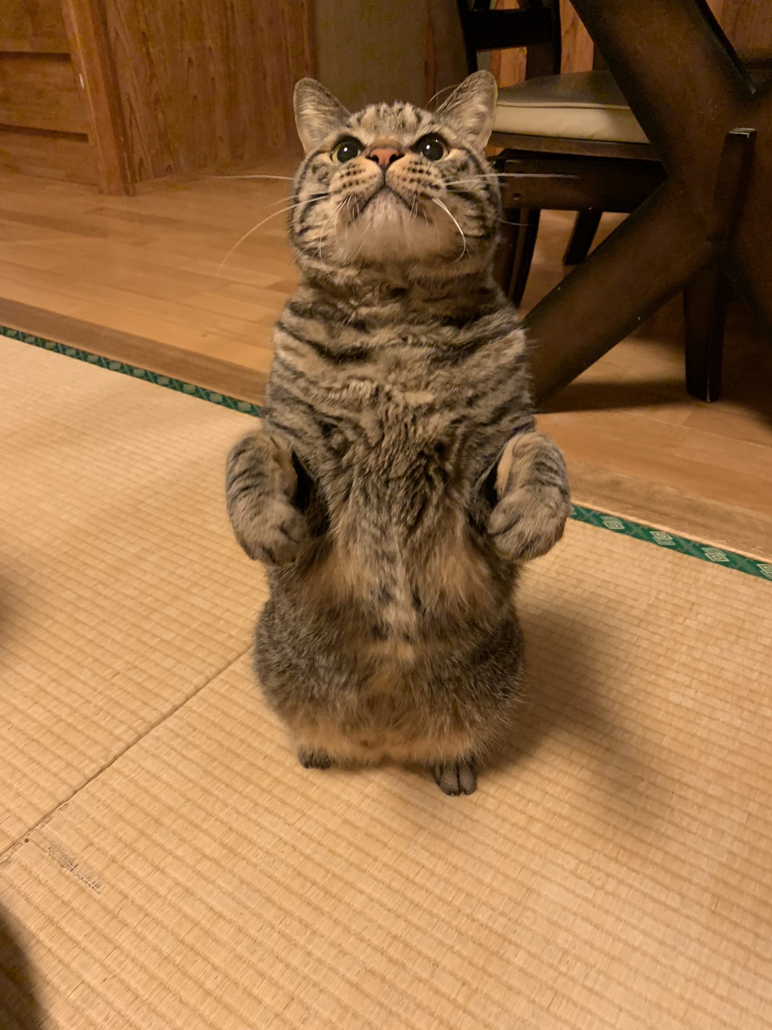 キジトラ虎三郎 Th Twitter