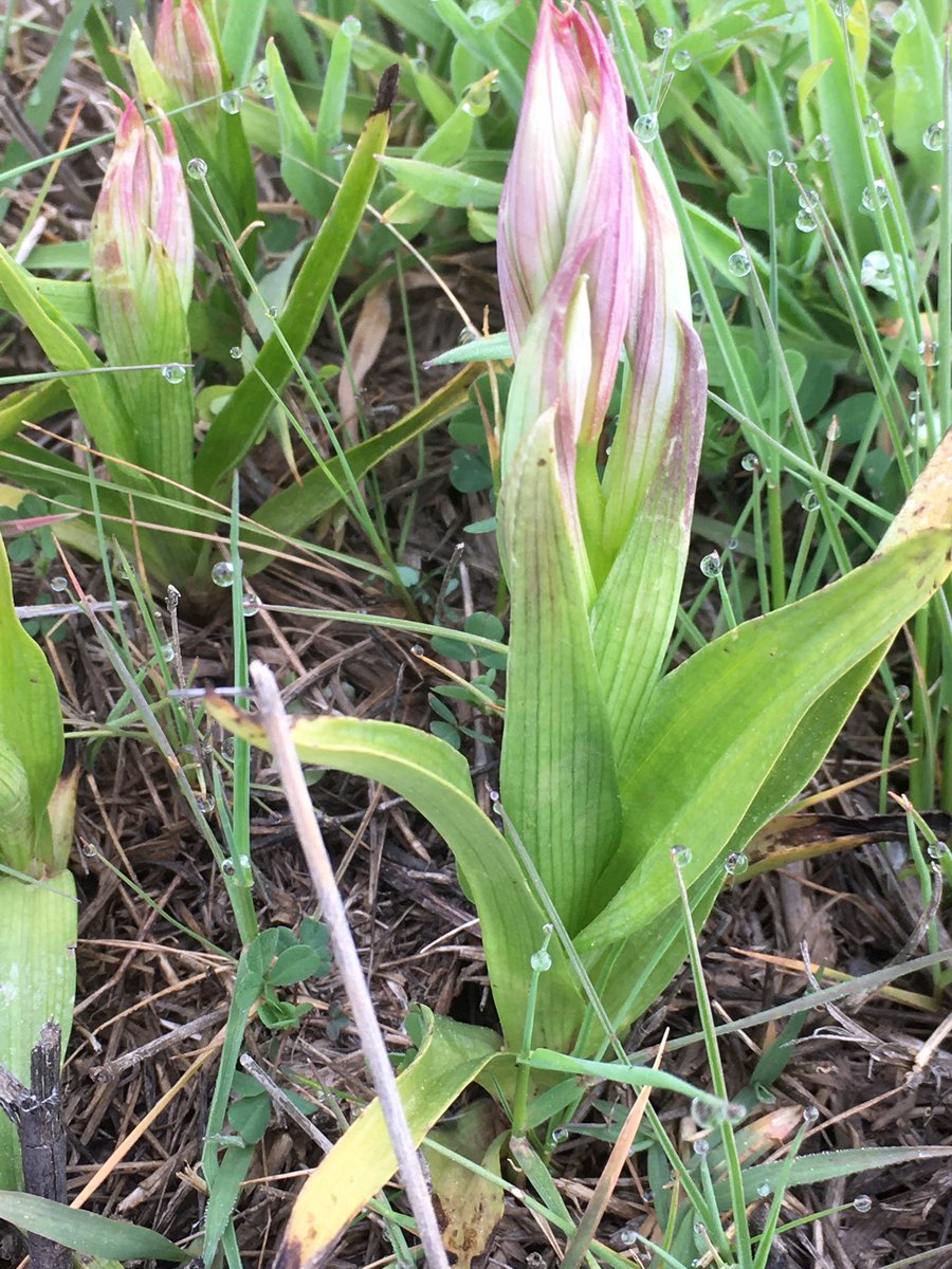 janeliv's tweet photo. Found on our land!  @EuropeanOrchids and more to come. So good to see these. https://t.co/w2JeJ6a5RD