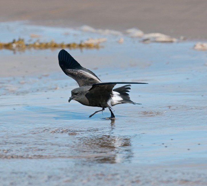 1/4 #WSTC8 #LightSesh #lightattraction has been exhibited by many seabirds &amp; may be contributing to the Leach’s Storm-Petrel population decline. #Stormpetrels amass around light and can subsequently strand on-land, making them vulnerable to starvation, injury, &amp; predation.