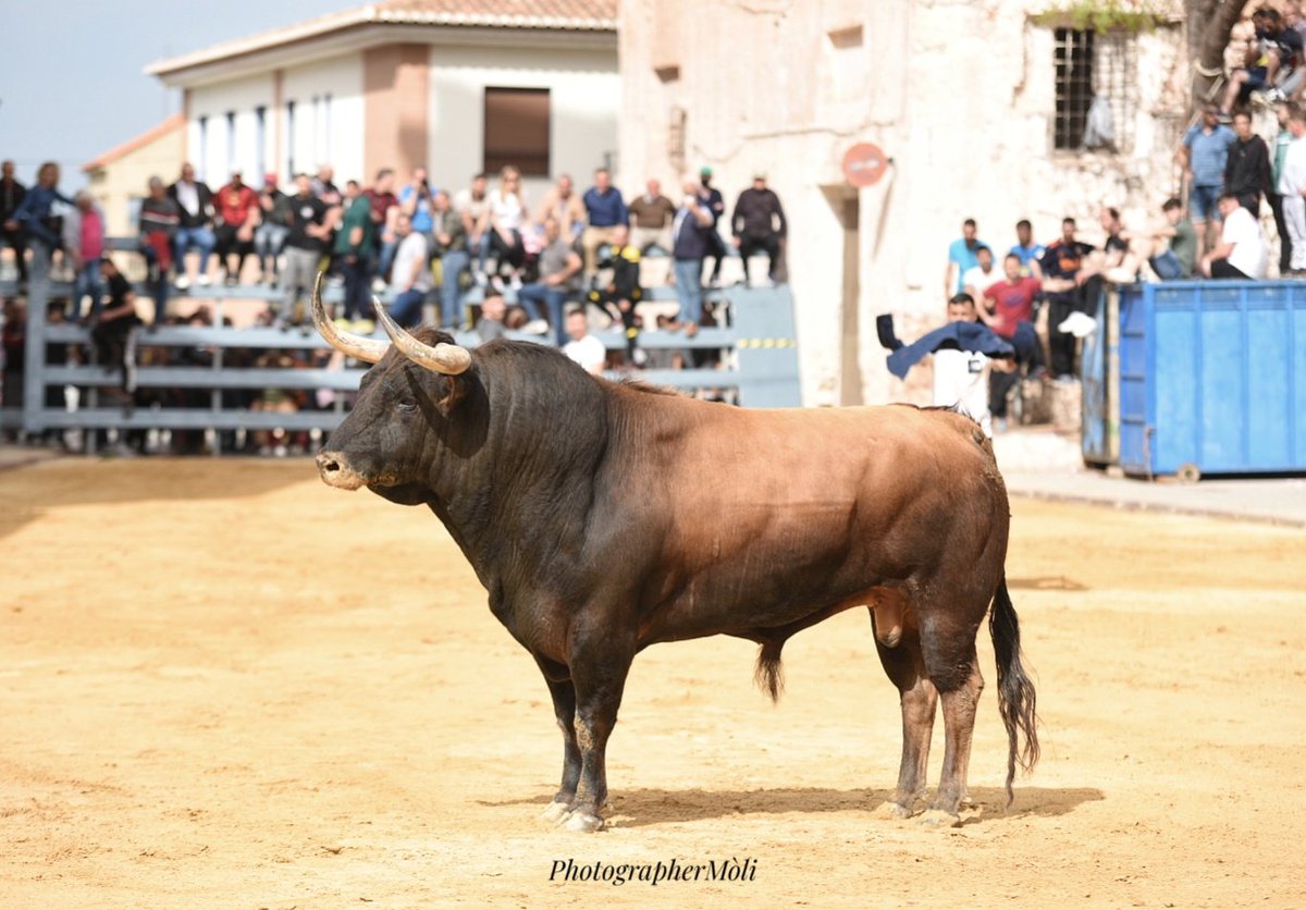 El serio toro de Lagunajanda  exhibido en sábado 30 abril, Benifairo de les Valls
#BouDePascua