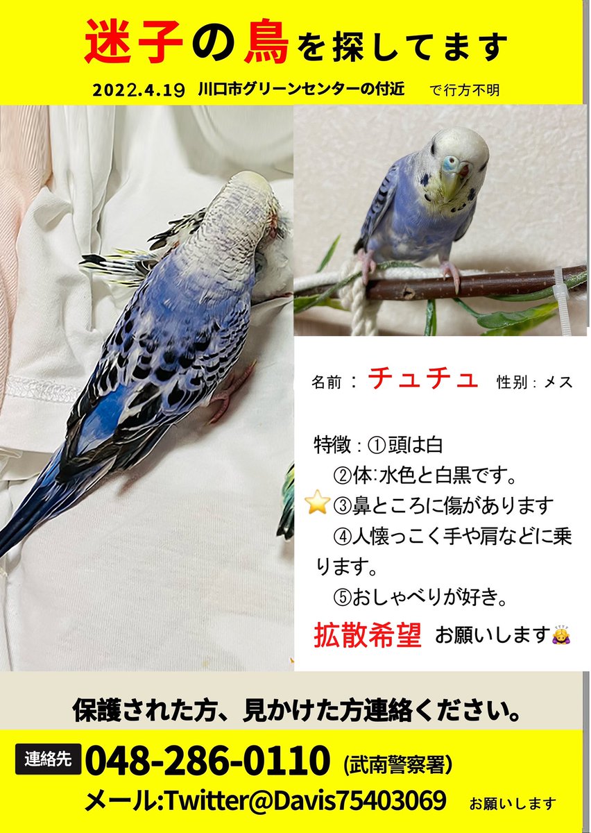nene_zhang's tweet photo. #迷子鳥　＃川口市　＃拡散希望
皆様こんにちは
迷子の鳥チュチュちゃんずっと探しています。
今日で君はもう半月も私を離れた😭
チュチュちゃん元気？会いたい
泣きたいよ
拡散希望
お願いします。 https://t.co/GpwbOdqGO0