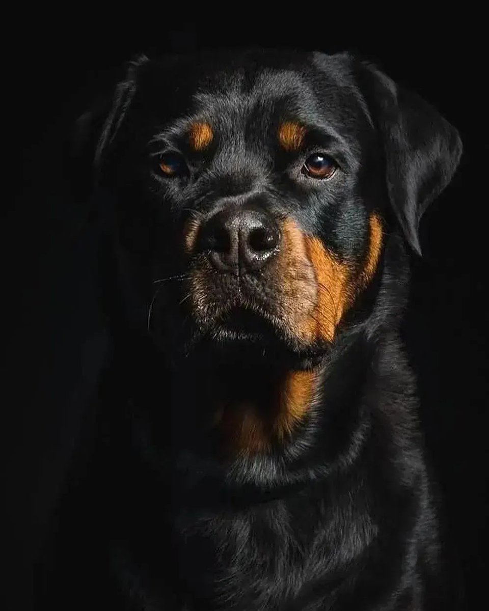 rottweilers_hub tweet media